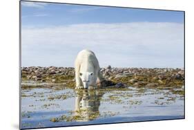 Polar Bear, Hudson Bay, Nunavut, Canada-Paul Souders-Mounted Photographic Print