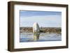 Polar Bear, Hudson Bay, Nunavut, Canada-Paul Souders-Framed Photographic Print