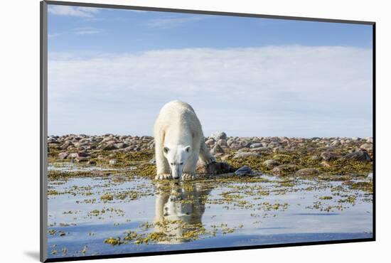 Polar Bear, Hudson Bay, Nunavut, Canada-Paul Souders-Mounted Photographic Print