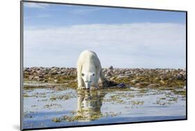 Polar Bear, Hudson Bay, Nunavut, Canada-Paul Souders-Mounted Photographic Print