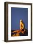 Polar Bear, Hudson Bay, Nunavut, Canada-Paul Souders-Framed Photographic Print