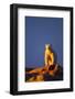 Polar Bear, Hudson Bay, Nunavut, Canada-Paul Souders-Framed Photographic Print