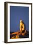 Polar Bear, Hudson Bay, Nunavut, Canada-Paul Souders-Framed Photographic Print