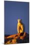 Polar Bear, Hudson Bay, Nunavut, Canada-Paul Souders-Mounted Photographic Print