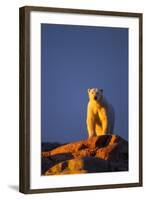 Polar Bear, Hudson Bay, Nunavut, Canada-Paul Souders-Framed Photographic Print