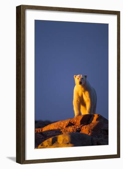 Polar Bear, Hudson Bay, Nunavut, Canada-Paul Souders-Framed Photographic Print