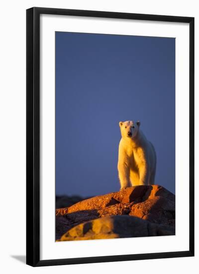 Polar Bear, Hudson Bay, Nunavut, Canada-Paul Souders-Framed Photographic Print