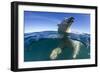 Polar Bear, Hudson Bay, Nunavut, Canada-Paul Souders-Framed Photographic Print