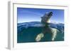 Polar Bear, Hudson Bay, Nunavut, Canada-Paul Souders-Framed Photographic Print