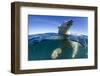 Polar Bear, Hudson Bay, Nunavut, Canada-Paul Souders-Framed Photographic Print