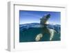 Polar Bear, Hudson Bay, Nunavut, Canada-Paul Souders-Framed Photographic Print