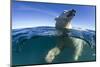 Polar Bear, Hudson Bay, Nunavut, Canada-Paul Souders-Mounted Photographic Print