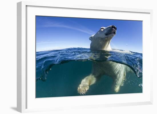 Polar Bear, Hudson Bay, Nunavut, Canada-Paul Souders-Framed Photographic Print