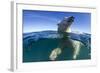 Polar Bear, Hudson Bay, Nunavut, Canada-Paul Souders-Framed Photographic Print