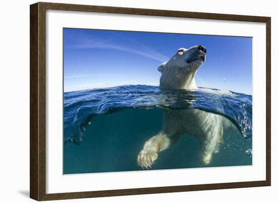 Polar Bear, Hudson Bay, Nunavut, Canada-Paul Souders-Framed Photographic Print