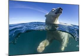 Polar Bear, Hudson Bay, Nunavut, Canada-Paul Souders-Mounted Photographic Print