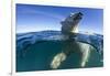 Polar Bear, Hudson Bay, Nunavut, Canada-Paul Souders-Framed Photographic Print