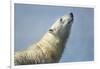 Polar Bear, Hudson Bay, Nunavut, Canada-Paul Souders-Framed Photographic Print