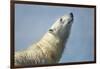 Polar Bear, Hudson Bay, Nunavut, Canada-Paul Souders-Framed Photographic Print