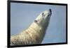 Polar Bear, Hudson Bay, Nunavut, Canada-Paul Souders-Framed Photographic Print