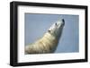 Polar Bear, Hudson Bay, Nunavut, Canada-Paul Souders-Framed Photographic Print