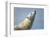 Polar Bear, Hudson Bay, Nunavut, Canada-Paul Souders-Framed Photographic Print