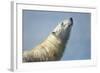 Polar Bear, Hudson Bay, Nunavut, Canada-Paul Souders-Framed Photographic Print