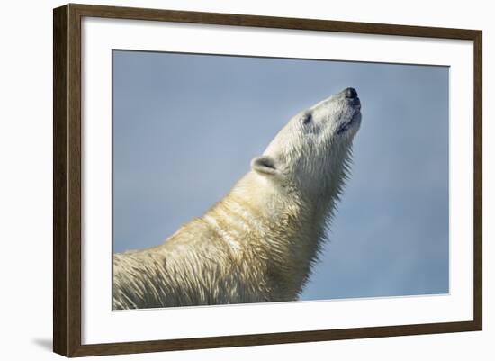 Polar Bear, Hudson Bay, Nunavut, Canada-Paul Souders-Framed Photographic Print