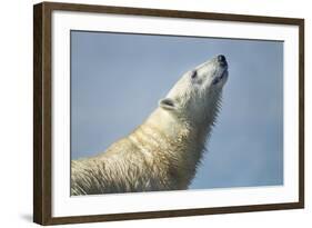 Polar Bear, Hudson Bay, Nunavut, Canada-Paul Souders-Framed Photographic Print