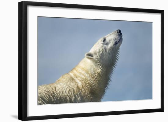 Polar Bear, Hudson Bay, Nunavut, Canada-Paul Souders-Framed Photographic Print