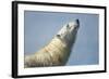 Polar Bear, Hudson Bay, Nunavut, Canada-Paul Souders-Framed Photographic Print