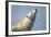 Polar Bear, Hudson Bay, Nunavut, Canada-Paul Souders-Framed Photographic Print