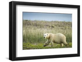 Polar Bear, Hudson Bay, Nunavut, Canada-Paul Souders-Framed Photographic Print