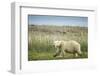 Polar Bear, Hudson Bay, Nunavut, Canada-Paul Souders-Framed Photographic Print