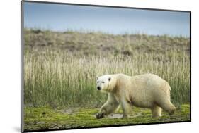 Polar Bear, Hudson Bay, Nunavut, Canada-Paul Souders-Mounted Photographic Print