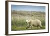 Polar Bear, Hudson Bay, Nunavut, Canada-Paul Souders-Framed Photographic Print