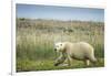 Polar Bear, Hudson Bay, Nunavut, Canada-Paul Souders-Framed Photographic Print