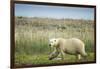 Polar Bear, Hudson Bay, Nunavut, Canada-Paul Souders-Framed Photographic Print