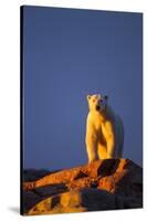 Polar Bear, Hudson Bay, Nunavut, Canada-Paul Souders-Stretched Canvas