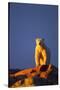 Polar Bear, Hudson Bay, Nunavut, Canada-Paul Souders-Stretched Canvas