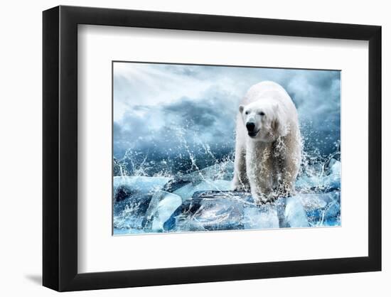 Polar Bear Hunting in a River-null-Framed Art Print