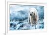 Polar Bear Hunting in a River-null-Framed Art Print