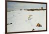 Polar Bear in an Arctic Landscape, 1899-Richard Friese-Framed Giclee Print