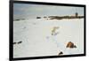 Polar Bear in an Arctic Landscape, 1899-Richard Friese-Framed Giclee Print