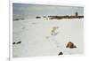 Polar Bear in an Arctic Landscape, 1899-Richard Friese-Framed Giclee Print