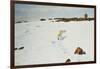 Polar Bear in an Arctic Landscape, 1899-Richard Friese-Framed Giclee Print