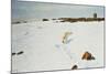 Polar Bear in an Arctic Landscape, 1899-Richard Friese-Mounted Giclee Print