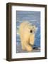 Polar Bear in Churchill Wildlife Management Area, Churchill, Manitoba, Canada-Richard and Susan Day-Framed Photographic Print