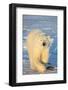 Polar Bear in Churchill Wildlife Management Area, Churchill, Manitoba, Canada-Richard and Susan Day-Framed Photographic Print