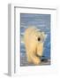 Polar Bear in Churchill Wildlife Management Area, Churchill, Manitoba, Canada-Richard and Susan Day-Framed Photographic Print